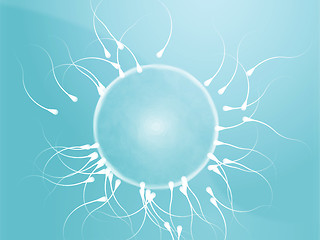 Image showing Human egg cell fertilization