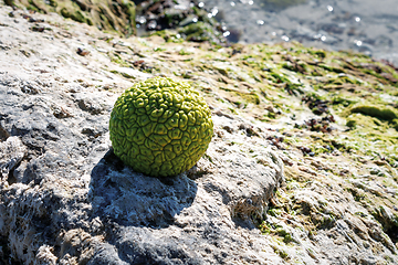 Image showing Adam's apple on the seashore.