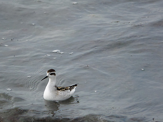 Image showing Waterfowl on the seashore.