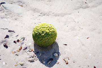 Image showing Adam's apple on the seashore.