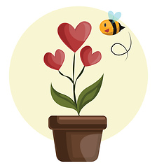 Image showing House plant with hearts in stead of flowers grren leafs and flyi