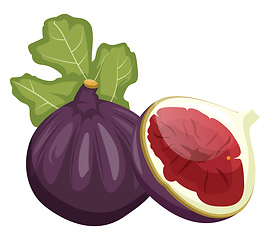 Image showing Purple feijola fruit with a green leaf cut in half vector illust