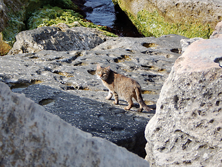 Image showing Stray cat in coastal cliffs.