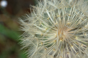 Image showing dandelion plant macro