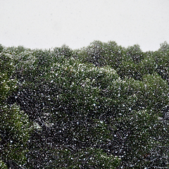 Image showing dense snow storm