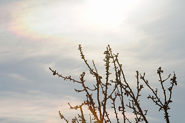 Image showing fading branches