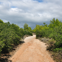 Image showing forest path