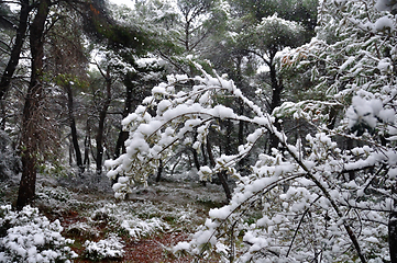 Image showing frozen branches winter in a forest