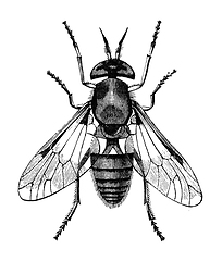 Image showing gadfly vintage illustration