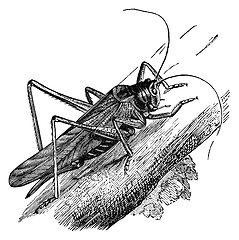 Image showing grasshopper vintage illustration