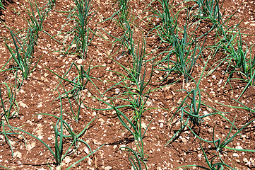 Image showing green onions