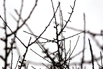 Image showing leafless branches nature abstract