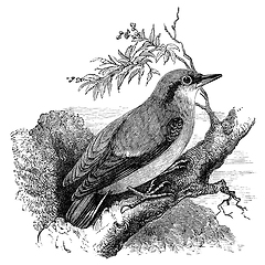 Image showing nuthatch bird vintage illustration