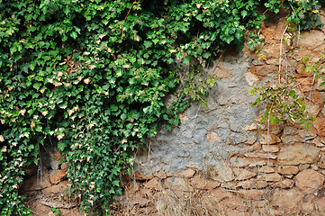 Image showing ivy plant on grungy stone wall