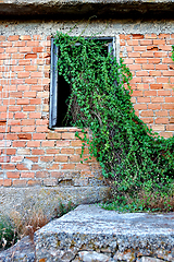 Image showing plant growing through window