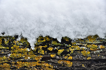 Image showing snow covered tree trunk winter background