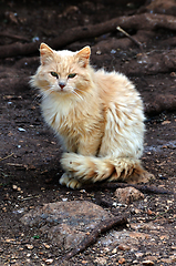 Image showing stray cat in the woods