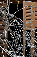 Image showing tangled branches and broken window shutter