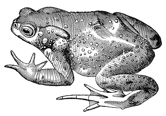 Image showing toad frog vintage illustration