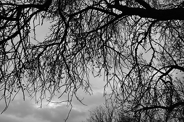 Image showing tree branches silhouette under moody sky