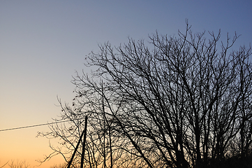 Image showing tree branches silhouette sunset sky