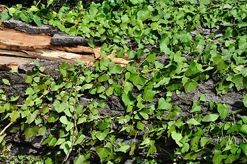 Image showing green ivy plant and tree trunk background