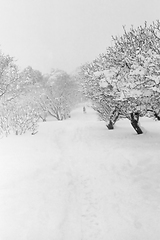 Image showing man walking with dog in snow covered forest