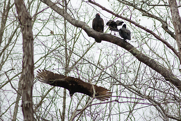 Image showing vulture birds resting on tree after a good meal