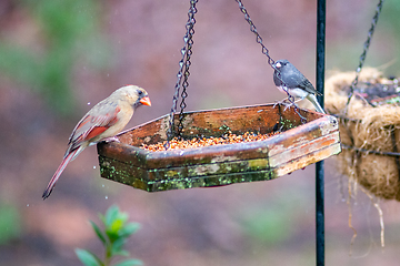 Image showing backyard birds around bird feeder