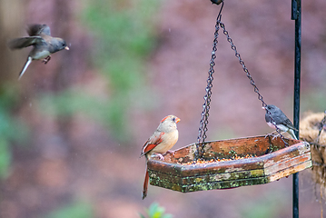 Image showing backyard birds around bird feeder