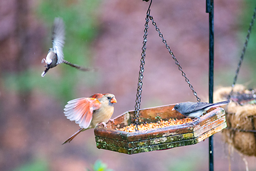 Image showing backyard birds around bird feeder