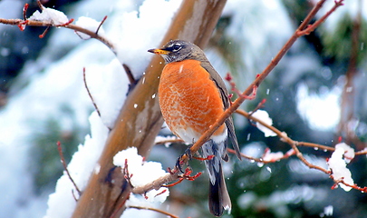 Image showing Robin bird.