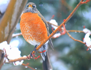 Image showing Robin bird.