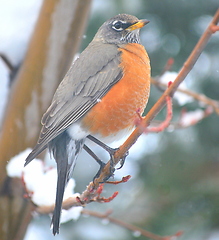 Image showing Robin bird.