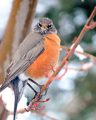 Image showing Robin bird.