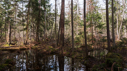 Image showing Swapy forest stand with broken trees