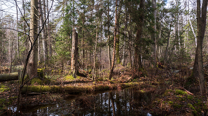 Image showing Swapy forest stand with broken trees