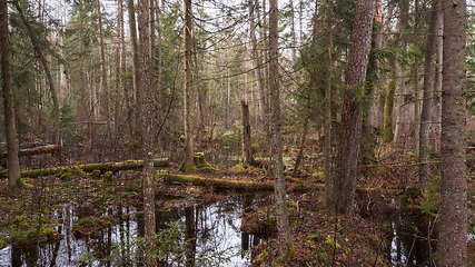 Image showing Swapy forest stand with broken trees