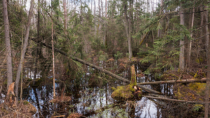 Image showing Swapy forest stand with broken trees