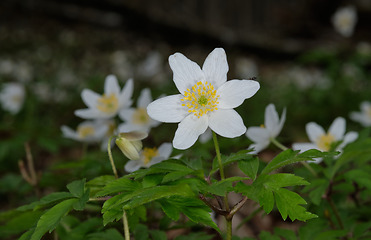 Image showing Single flower of Windflower(Anemone nemorosa) closeup