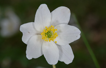 Image showing Single flower of windflower closeup