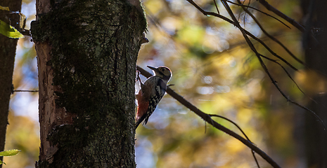 Image showing Wwhite-backed woodpecker (Dendrocopos leucotos) in fall