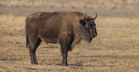 Image showing European Bison (Bison bonasus) female feeding in springtime field