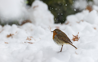 Image showing European robin (Erithacus rubecula) in snow