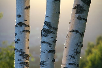 Image showing Birches