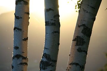 Image showing Birches