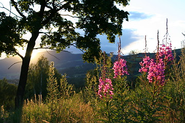 Image showing Summer night