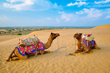 Image showing Indian camel in sand dunes of Thar desert on sunset. Jaisalmer, Rajasthan, India