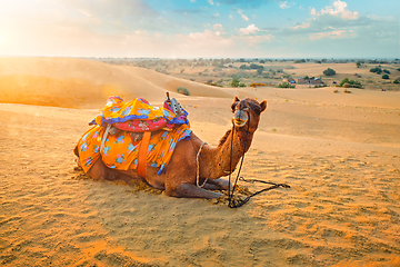 Image showing Indian camel in sand dunes of Thar desert on sunset. Jaisalmer, Rajasthan, India