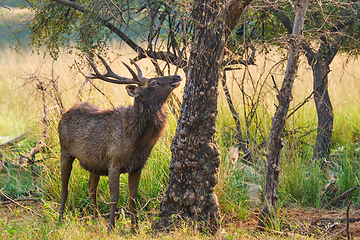 Image showing Male sambar Rusa unicolor deer in Ranthambore National Park, Rajasthan, India